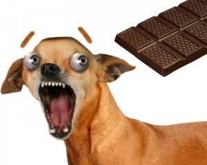 Chocolate: alimento que pode matar seu cachorro!